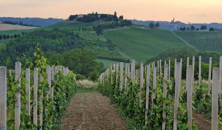 Alamy-IE-AM1MYH-Piemonte-Portacomaro-Asti-RF-6-Nov-08_1_winepiemonteP