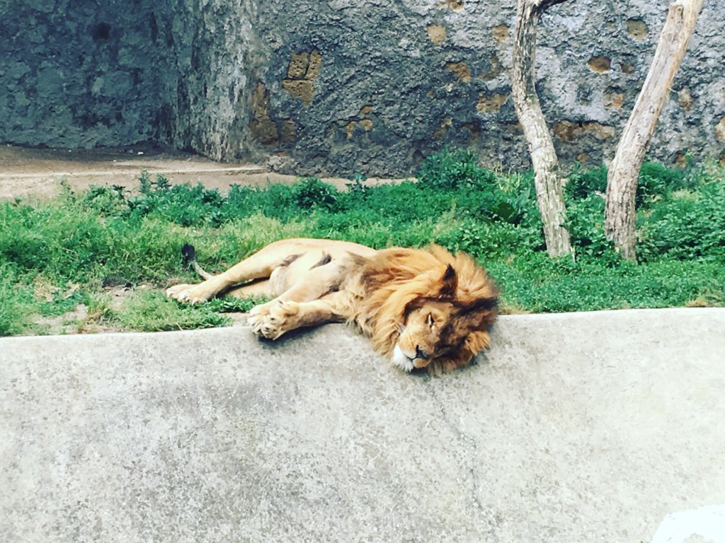 zoo di napoli (1)