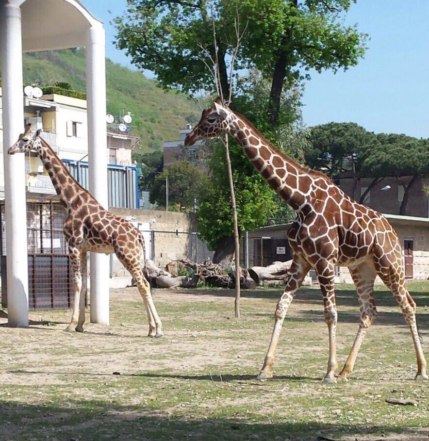 zoo di napoli (2)