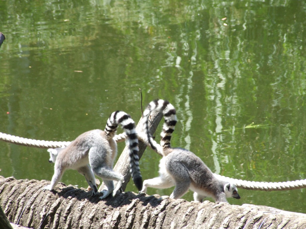 zoo di napoli (7)
