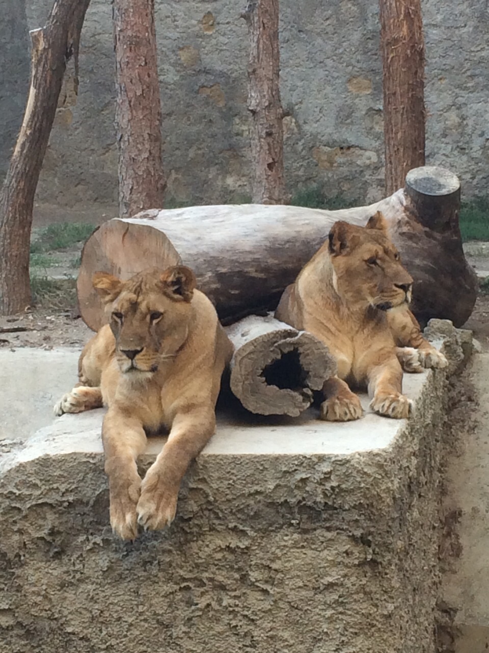 zoo di napoli (8)
