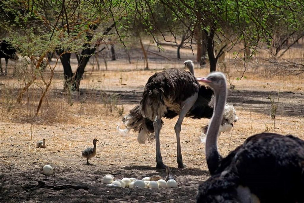 riserva di bandia (1)