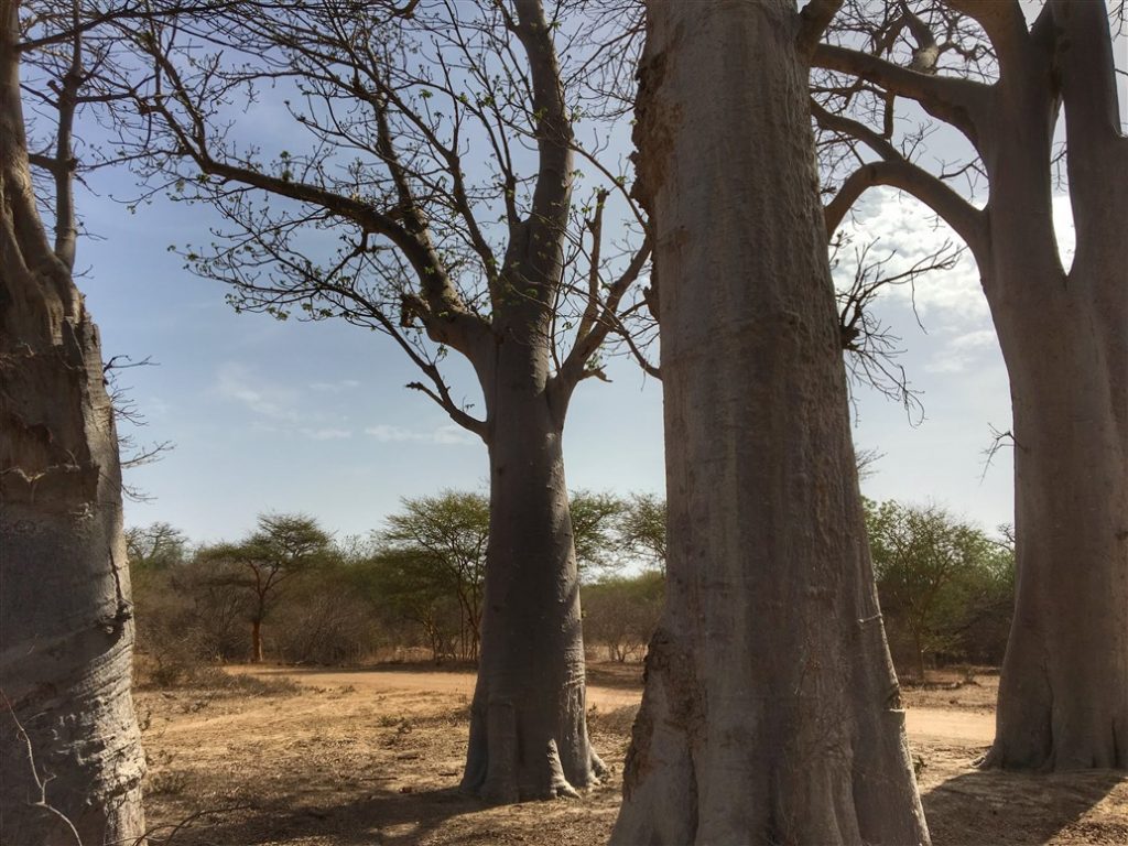 riserva di bandia (3)