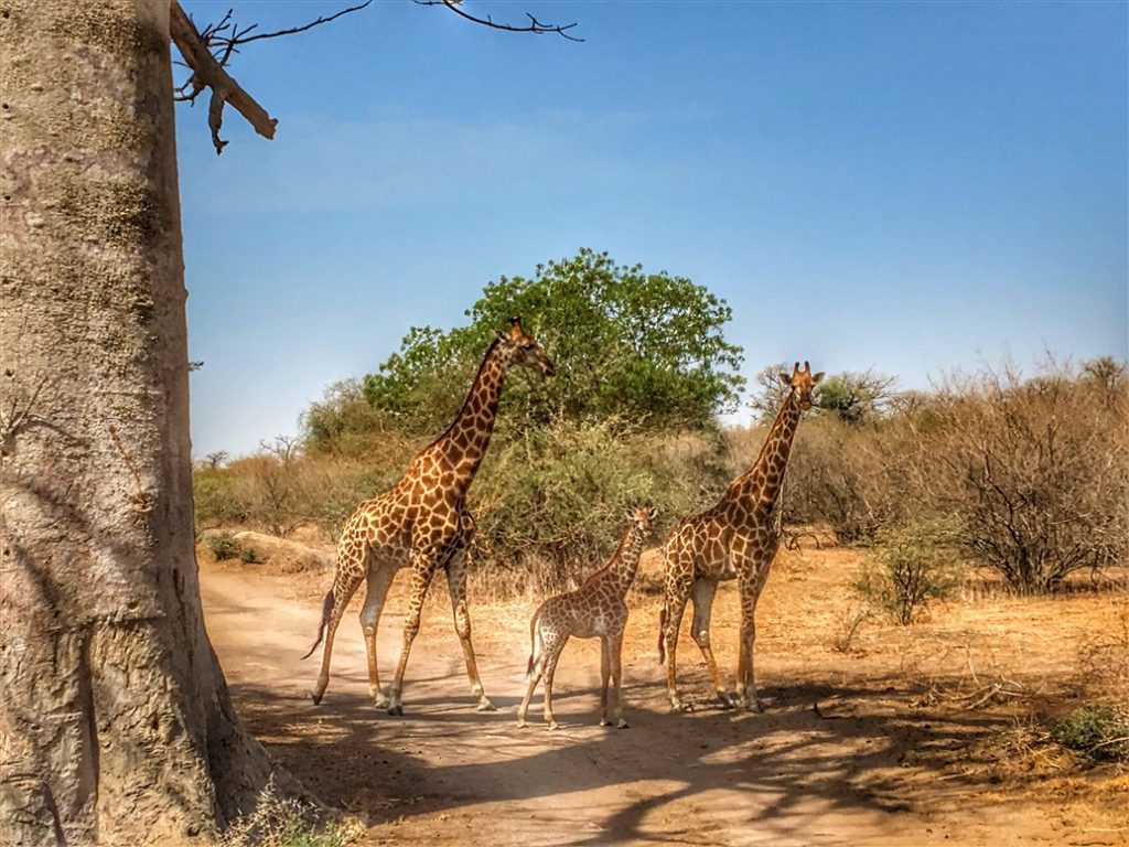 riserva di bandia (5)