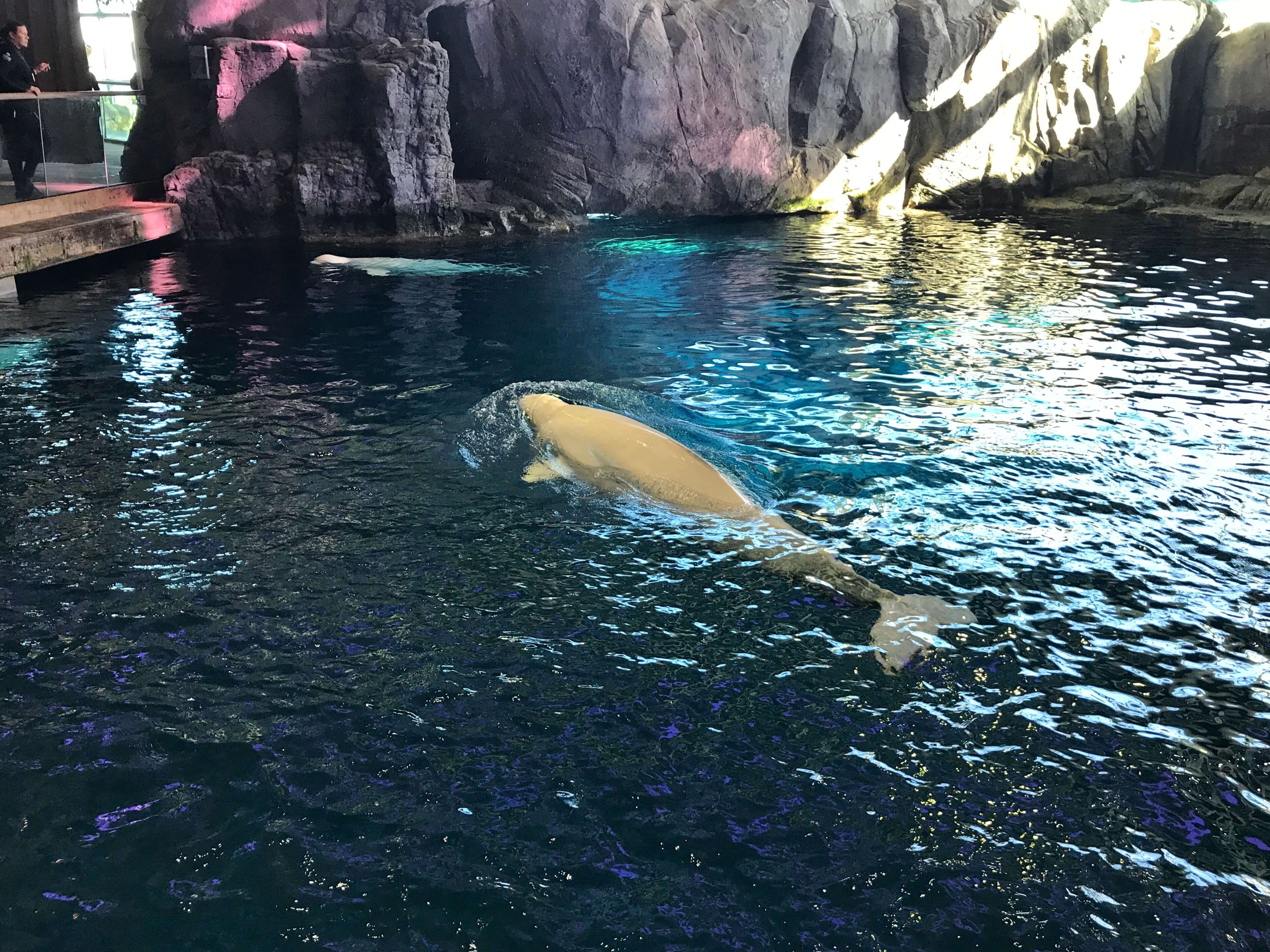 I musei di Chicago Field Museum, Shedd Aquarium e Adler