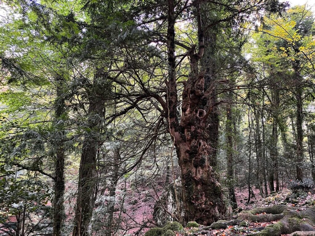 foresta umbra