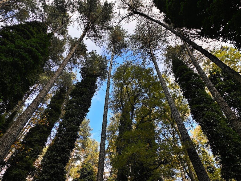 foresta umbra