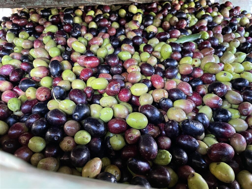 Torremaggiore peranzana