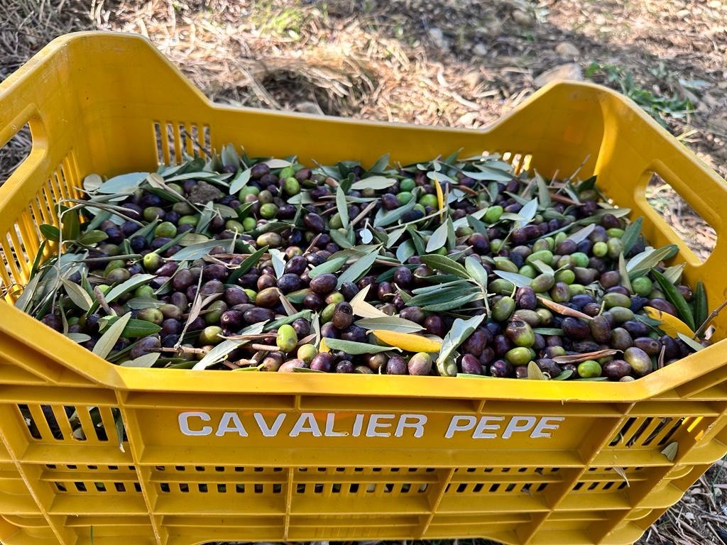 irpinia raccolta olive