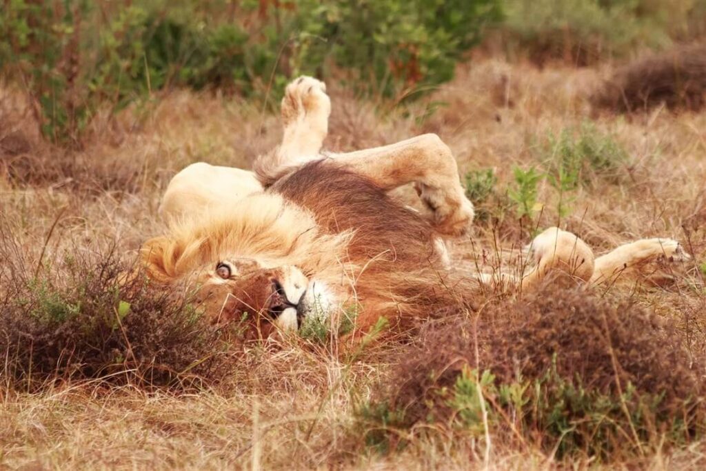 safari in Sudafrica
