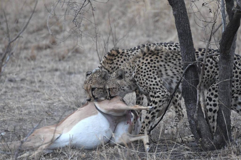safari in Sudafrica