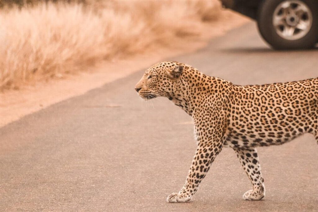 safari in Sudafrica