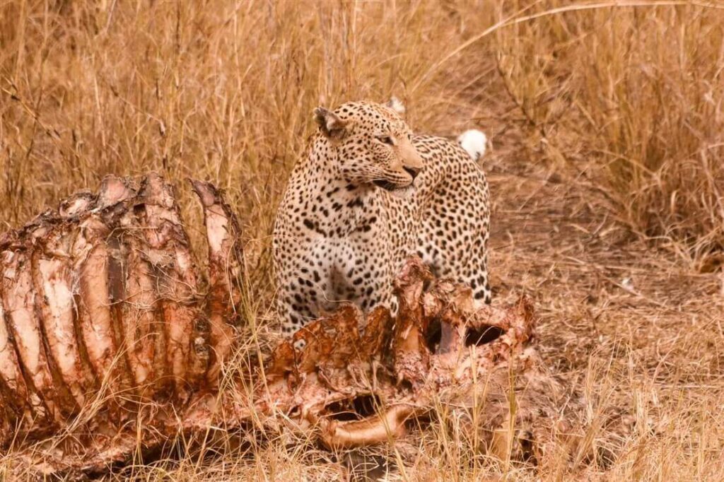 safari in Sudafrica