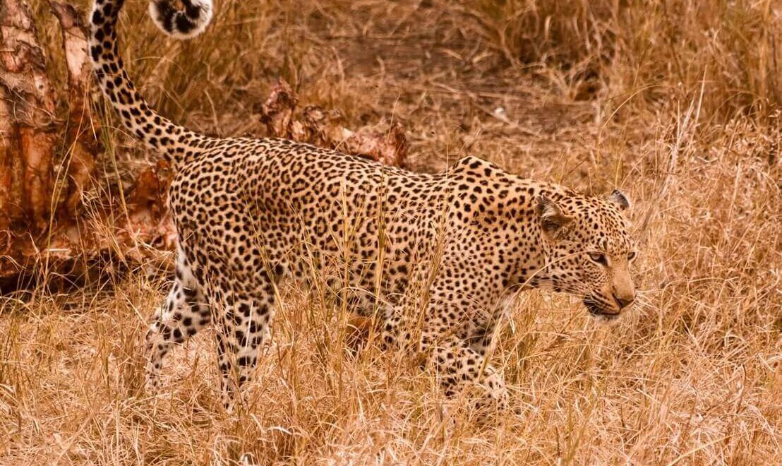 Safari in Sudafrica: dal Kruger alle riserve private